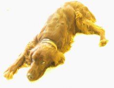 Kullancs - Babesia - Haemoglobinuria - Sárgaság