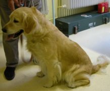 Szuka méhgyulladása