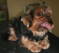 Kennel-köhögés járvány Kaposváron