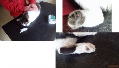 Különös eseteim - 1.