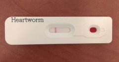 Szívférgesség szűrés egy csepp vérből néhány perc alatt