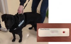 Szívférgesség szűrése - HeartWorm (HW) checking