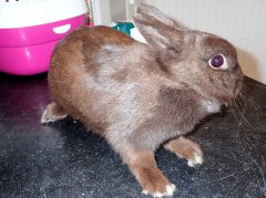 Törpenyúl ivartalanítás