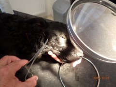 Kutya szemférgessége - Elek az első esetem