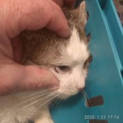 Koronavírusról másképpen, avagy a macska fertőző hashártyagyulladása (FIP)