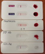 Macska Fertőző Betegségeinek Szűrővizsgálati Lehetősége és Jelentősége