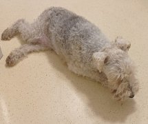 Lyme-kór jelentősége kutyában